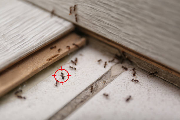 Best Pest Inspection Near Me  in Bellevue, WA