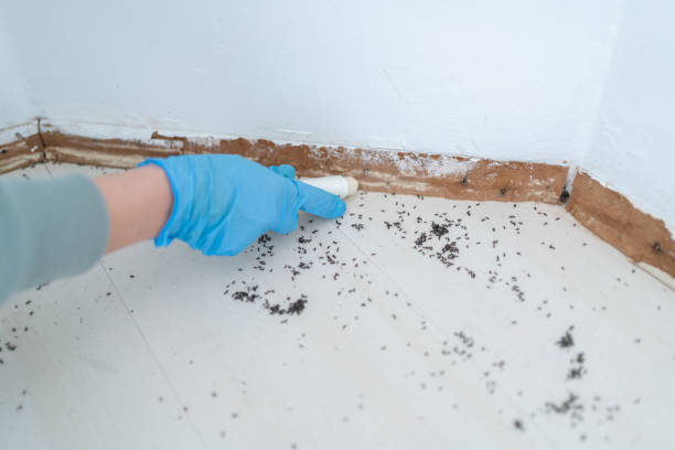 Best Residential Pest Control  in Bellevue, WA